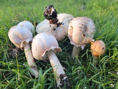 Chlorophyllum molybdites
