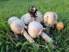 Chlorophyllum molybdites