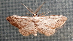 Pimaphera sparsaria