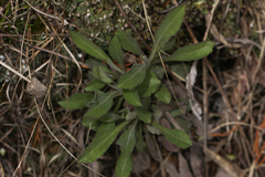 Solidago nemoralis decemflora