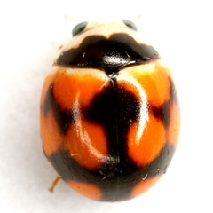 Brachiacantha bollii