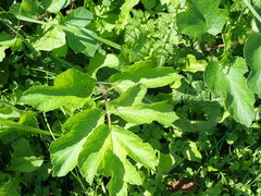 Heracleum sphondylium sibiricum