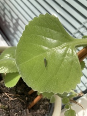 Graphocephala fennahi