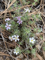 Leptosiphon melingii