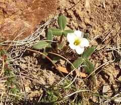 Oxalis algoensis