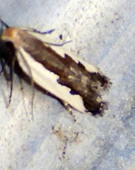 Dichomeris serrativittella