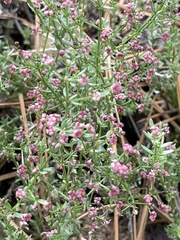 Galium wigginsii