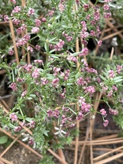 Galium wigginsii