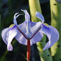 Moraea grandis