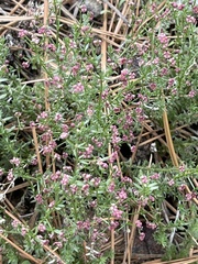Galium wigginsii