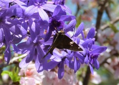 Ectomis octomaculata