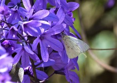 Hesperocharis