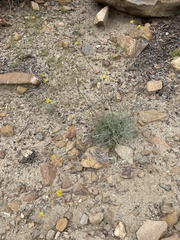 Hymenopappus filifolius lugens