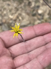 Hymenopappus filifolius lugens