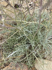 Hymenopappus filifolius lugens