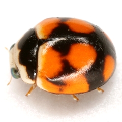 Brachiacantha bollii