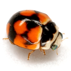 Brachiacantha bollii