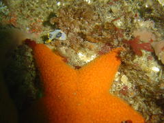 Polycera capensis