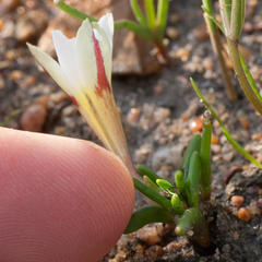 Moraea angulata