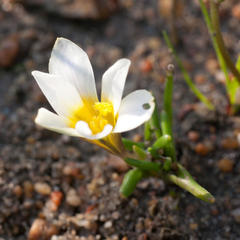 Moraea angulata
