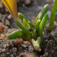 Moraea angulata