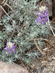 Lupinus hyacinthinus