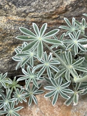 Lupinus hyacinthinus