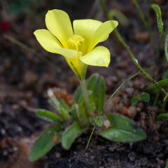 Moraea galaxia