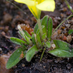 Moraea galaxia