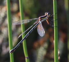 Chlorolestes conspicuus