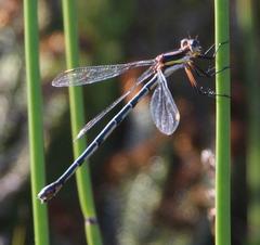 Chlorolestes conspicuus