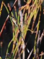 Chlorolestes conspicuus