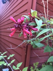 Cestrum fasciculatum