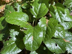 Orthilia secunda