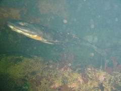 Haploblepharus pictus