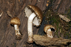 Psathyrella subtruncatispora