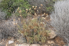 Cheirolophus intybaceus