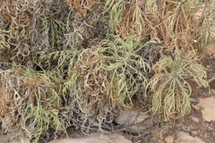 Cheirolophus intybaceus