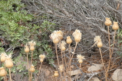 Cheirolophus intybaceus