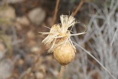 Cheirolophus intybaceus