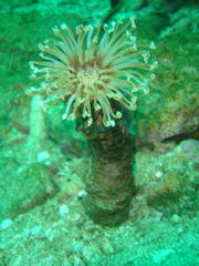Ceriantheopsis austroafricanus