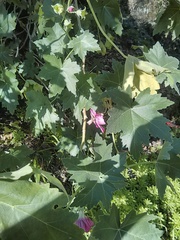 Malva assurgentiflora