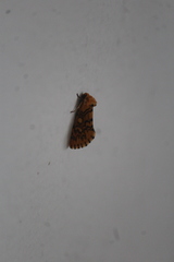 Chrysoecia dela