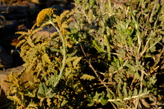 Helichrysum hebelepis
