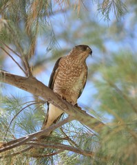 Accipiter cooperii