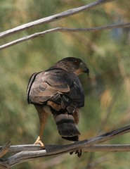 Accipiter cooperii