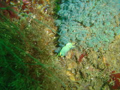 Polycera capensis