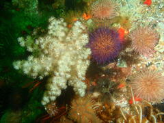 Eunephthya thyrsoidea