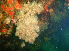 Eunephthya thyrsoidea
