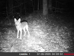 Canis latrans thamnos
